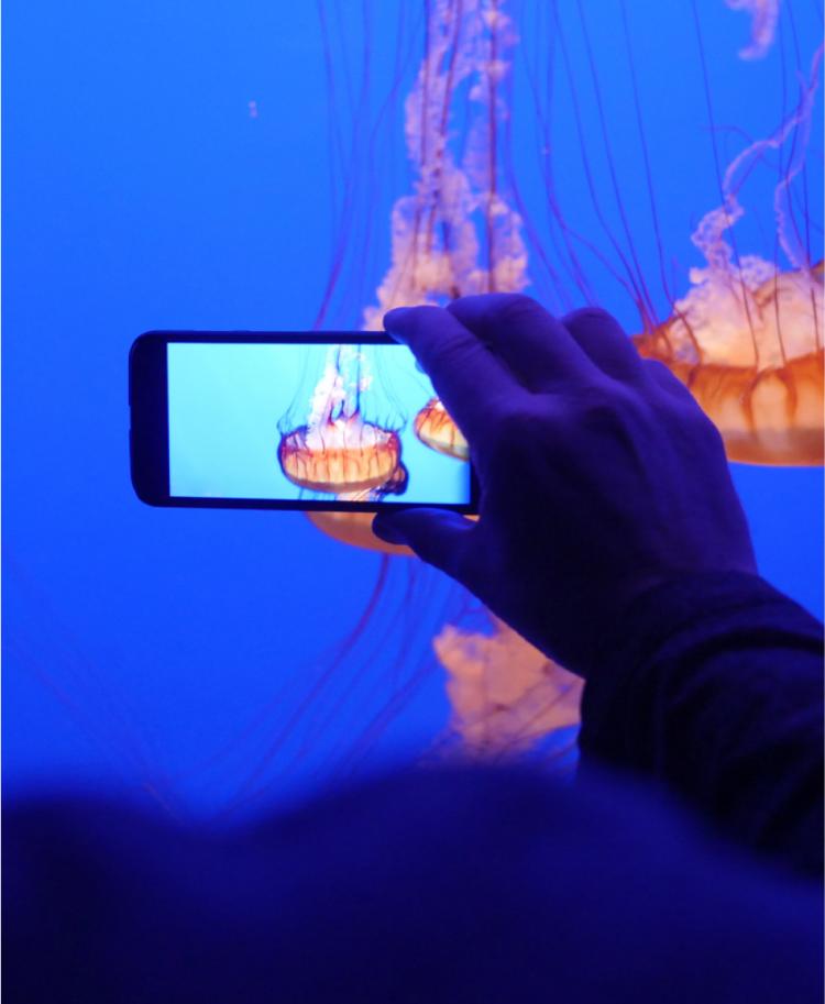 水族館のクラゲをスマートフォンで写真を撮る人